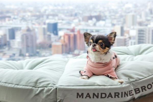 宿泊プラン「愛犬と一緒に過ごす ドッグフレンドリープラン」